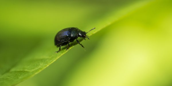 Beware the Beetle!
