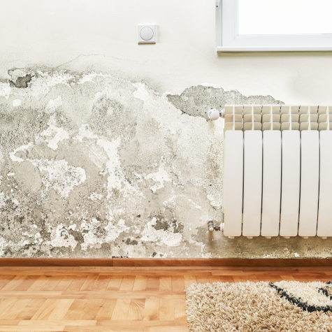 The Dangers and Difficulties of Damp