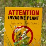 A yellow attention sign warning of an invasive species of plant, Japanese Knotweed, which is not native to the UK